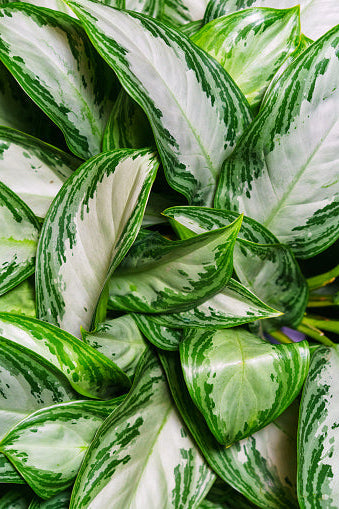 Aglaonema Silver Bay