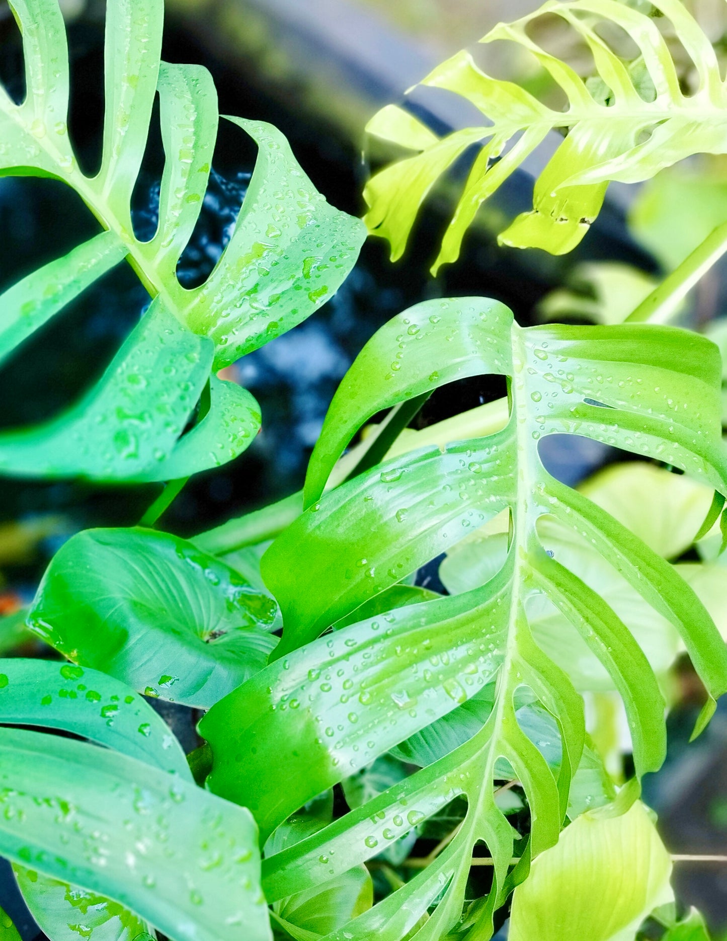 Monstera Burle Marx Flame