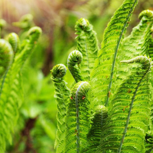 Ostrich Fern