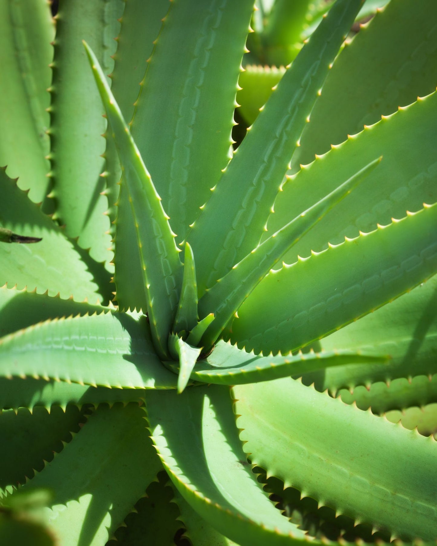 Aloe Vera