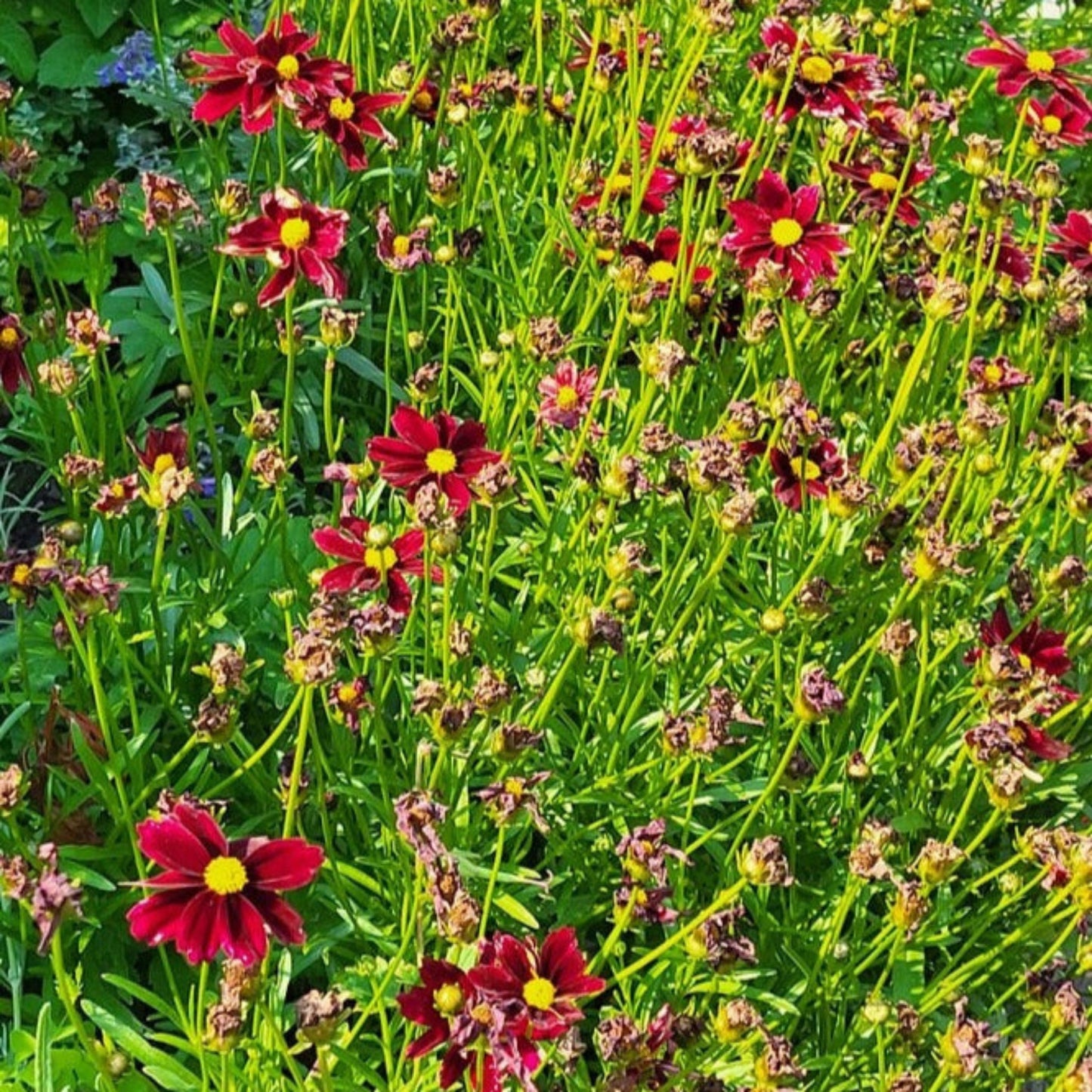 Li'l Bang™ Red Elf Coreopsis