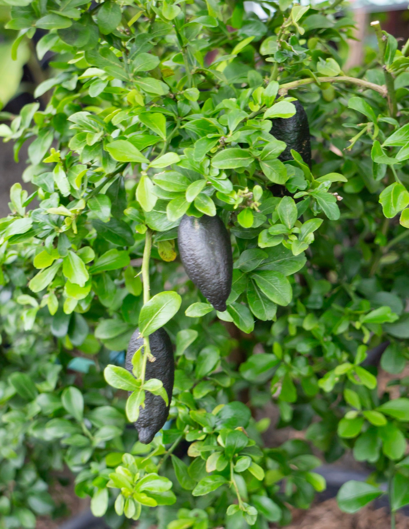 Australian Finger Lime Tree