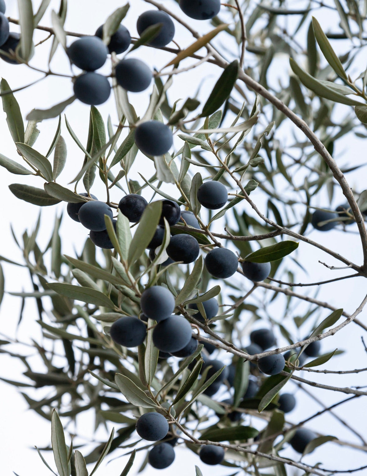 Mission Olive Tree