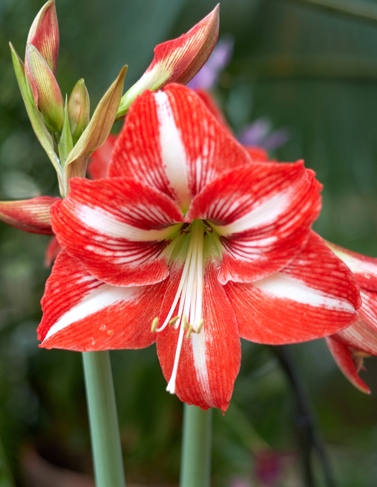 Festive Amaryllis