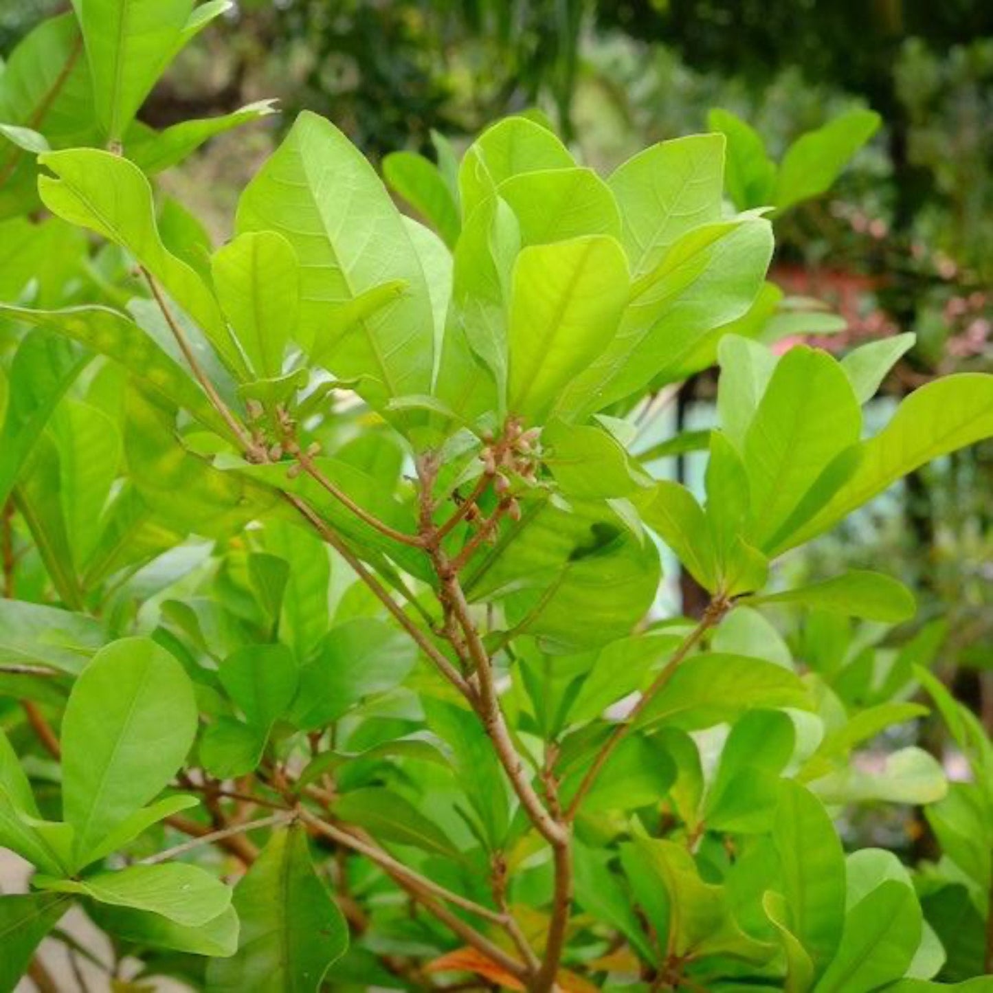 Miracle Fruit