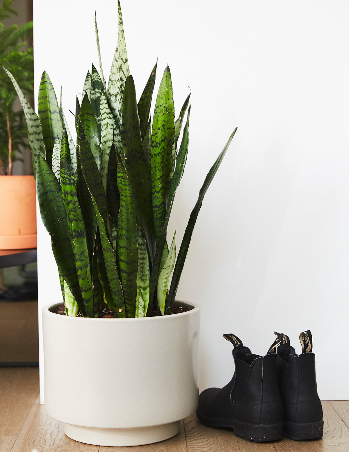 Snake Plant Zeylanica