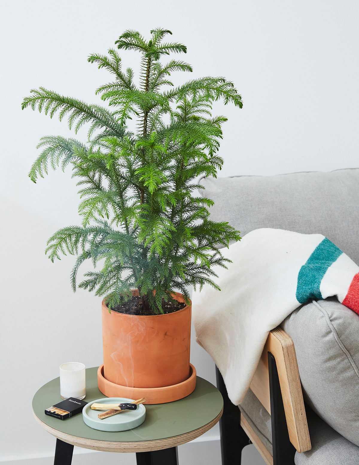 Norfolk Island Pine