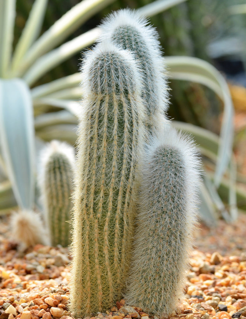 How to care for a Old Man Cactus