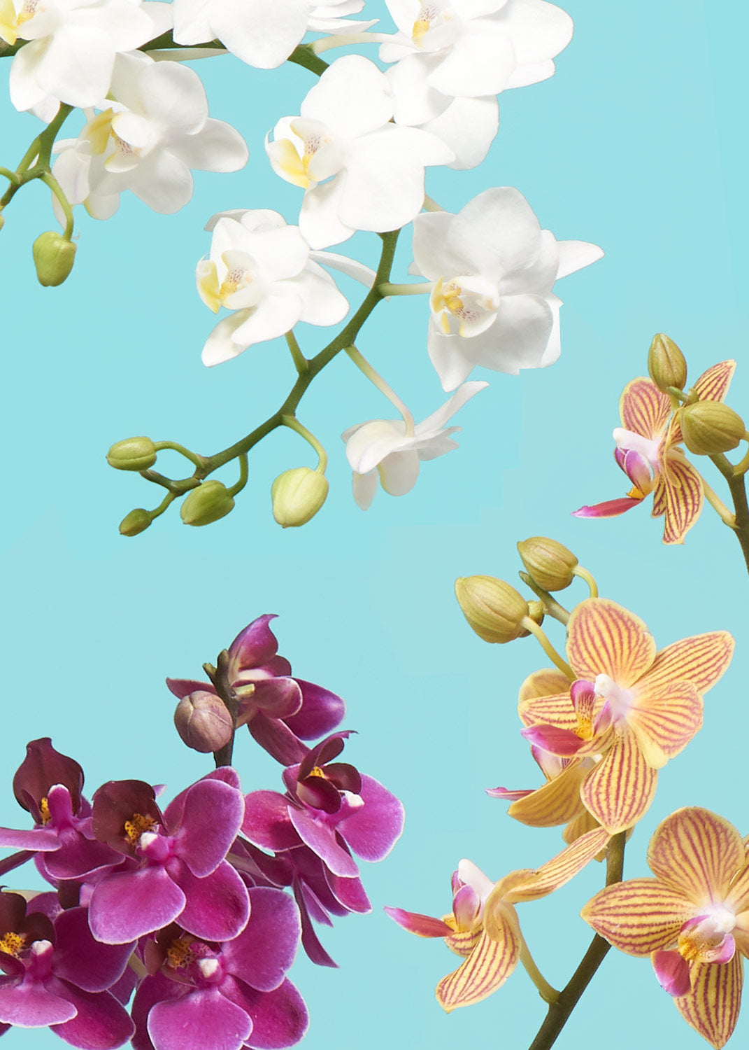 Orchid and Planter Gift Set