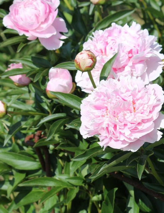 Sarah Bernhardt Peony