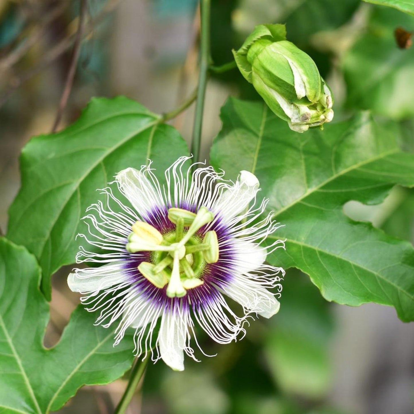 Passion Fruit
