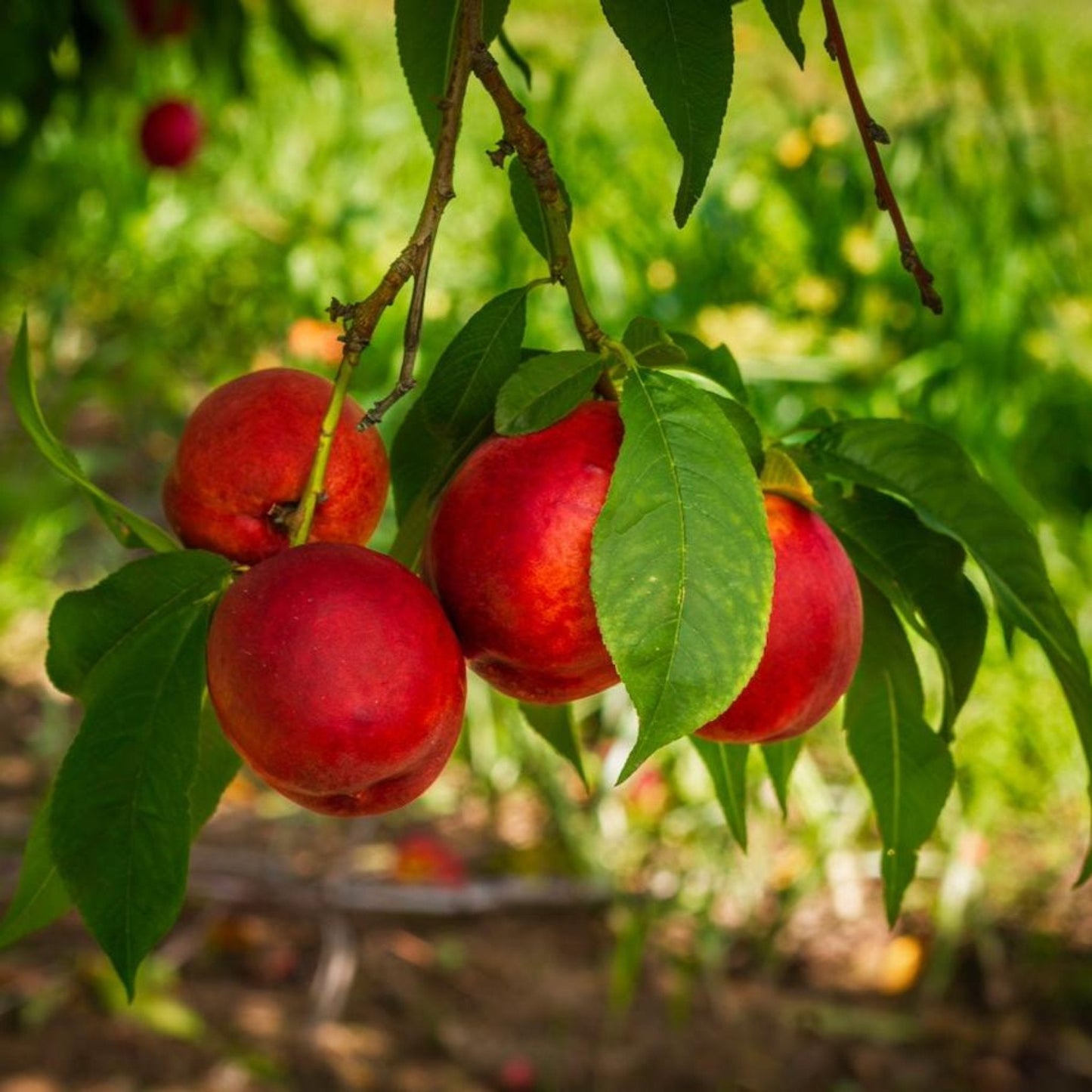 Flavortop Nectarine Tree