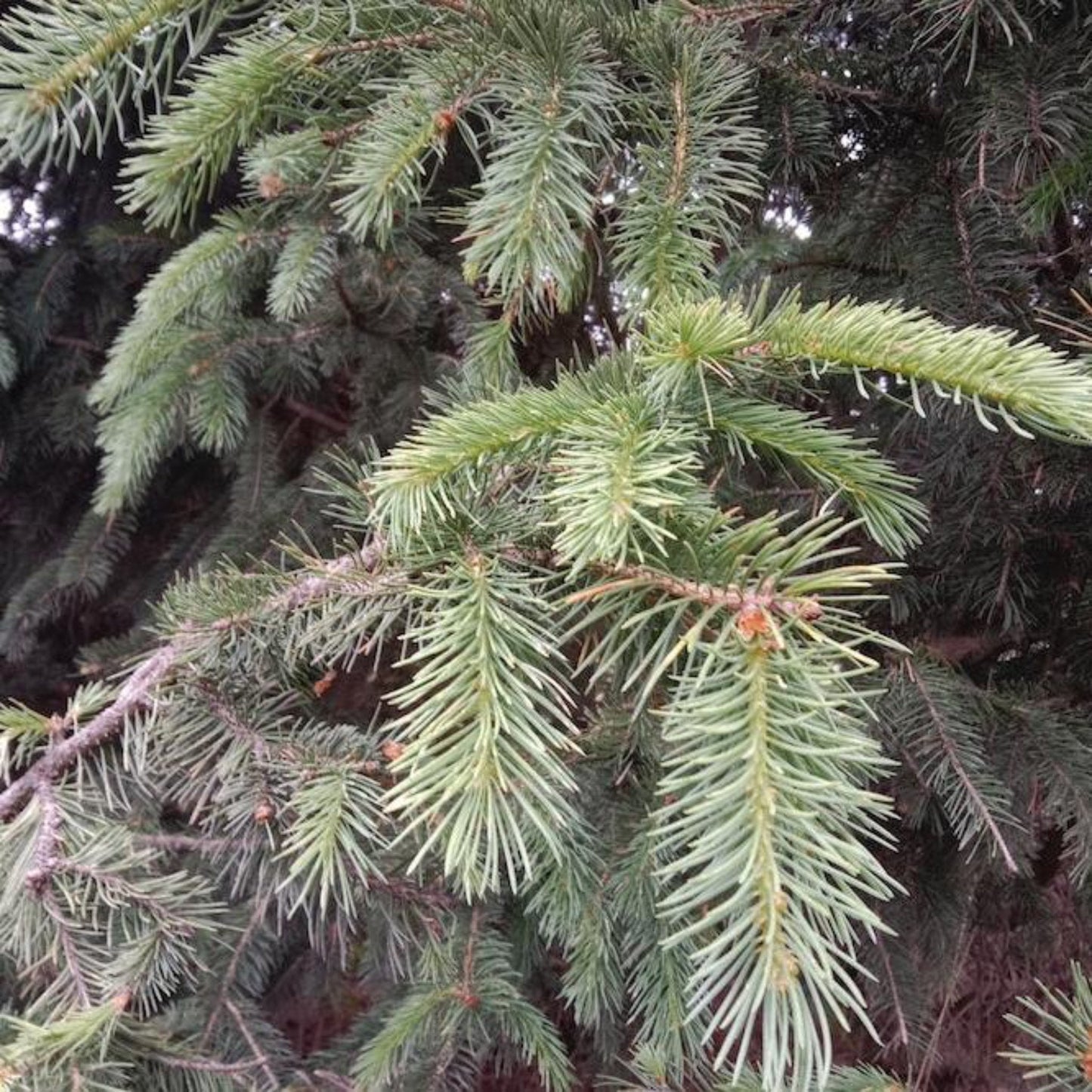 Bush's Lace Spruce Tree