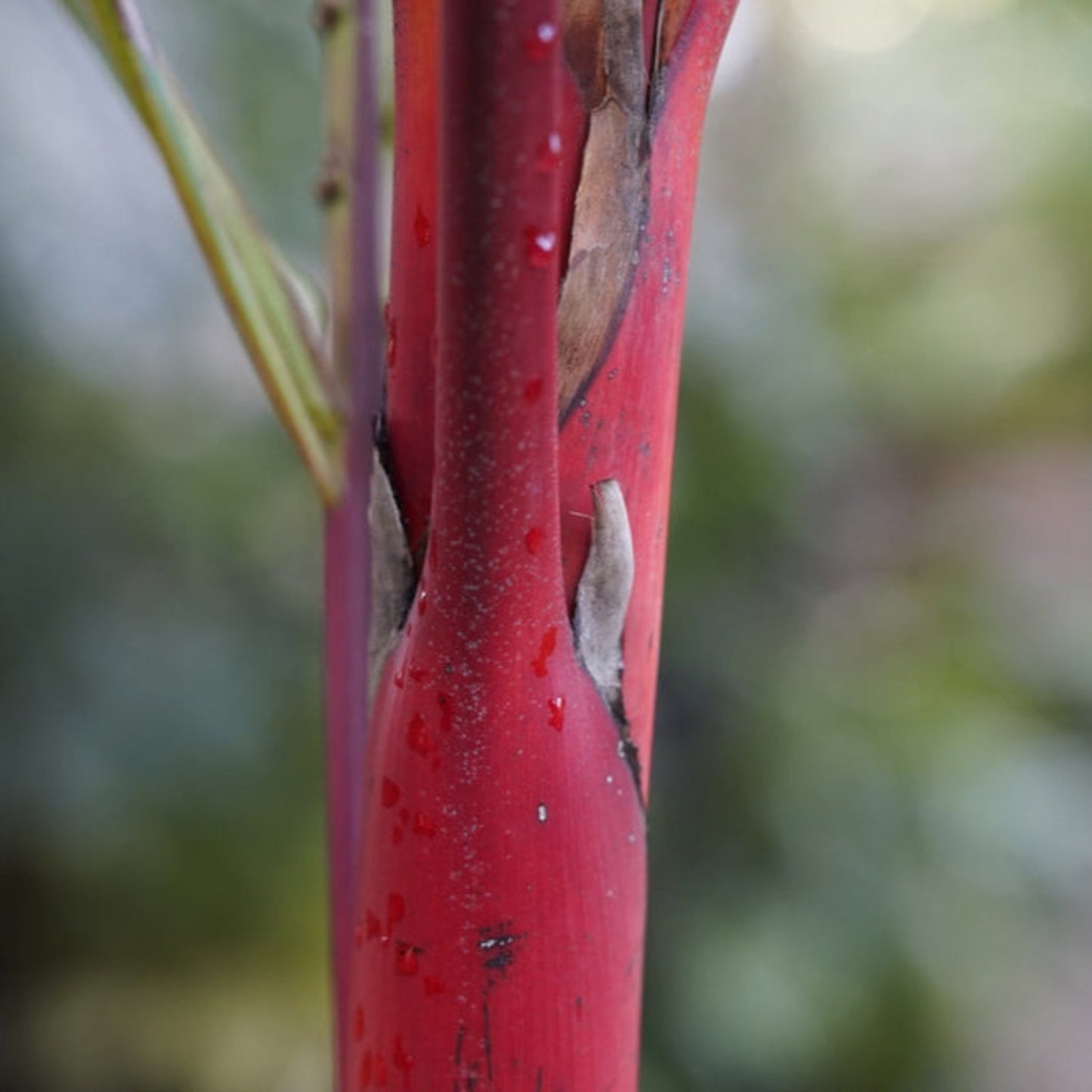 Lipstick Palm