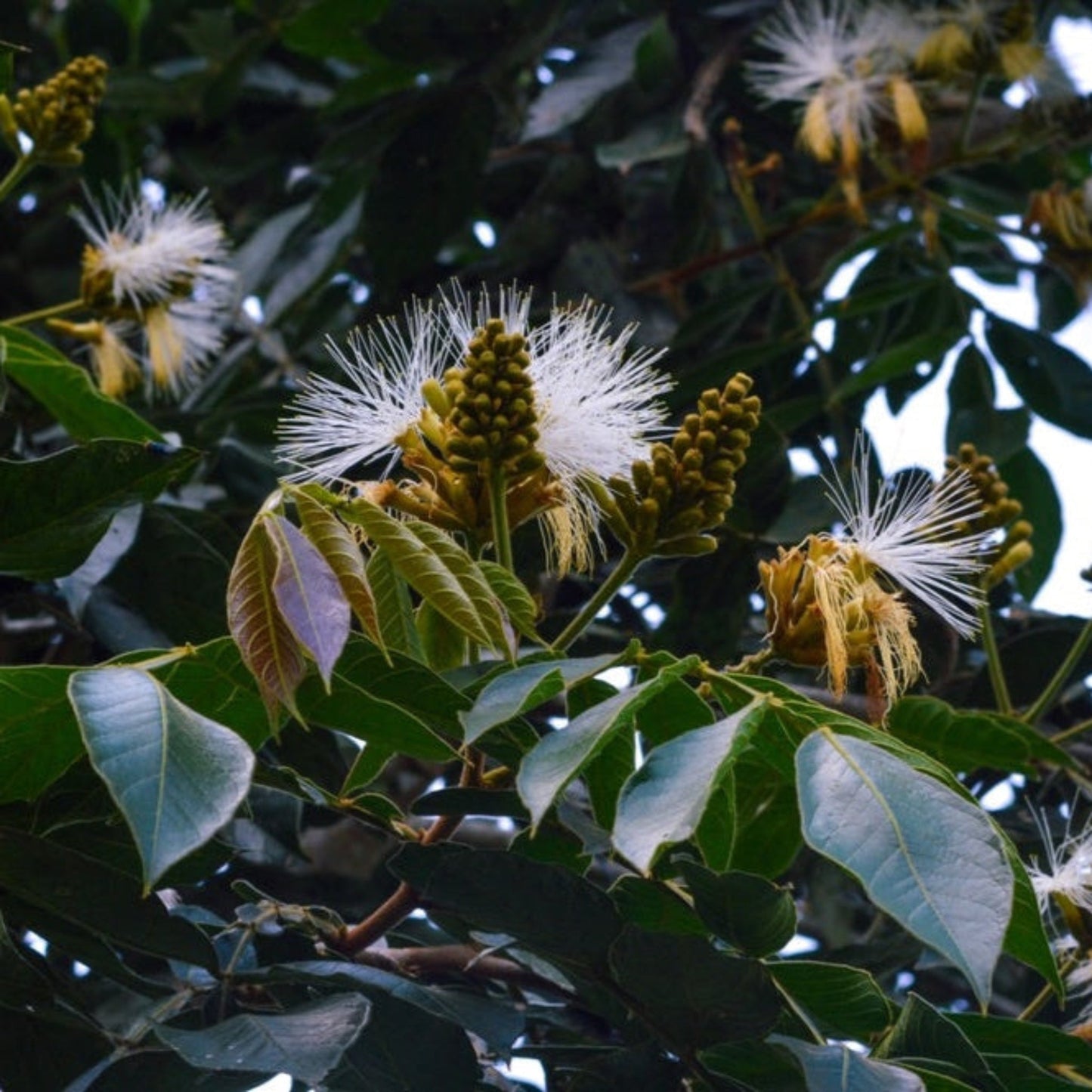 Ice Cream Bean Tree