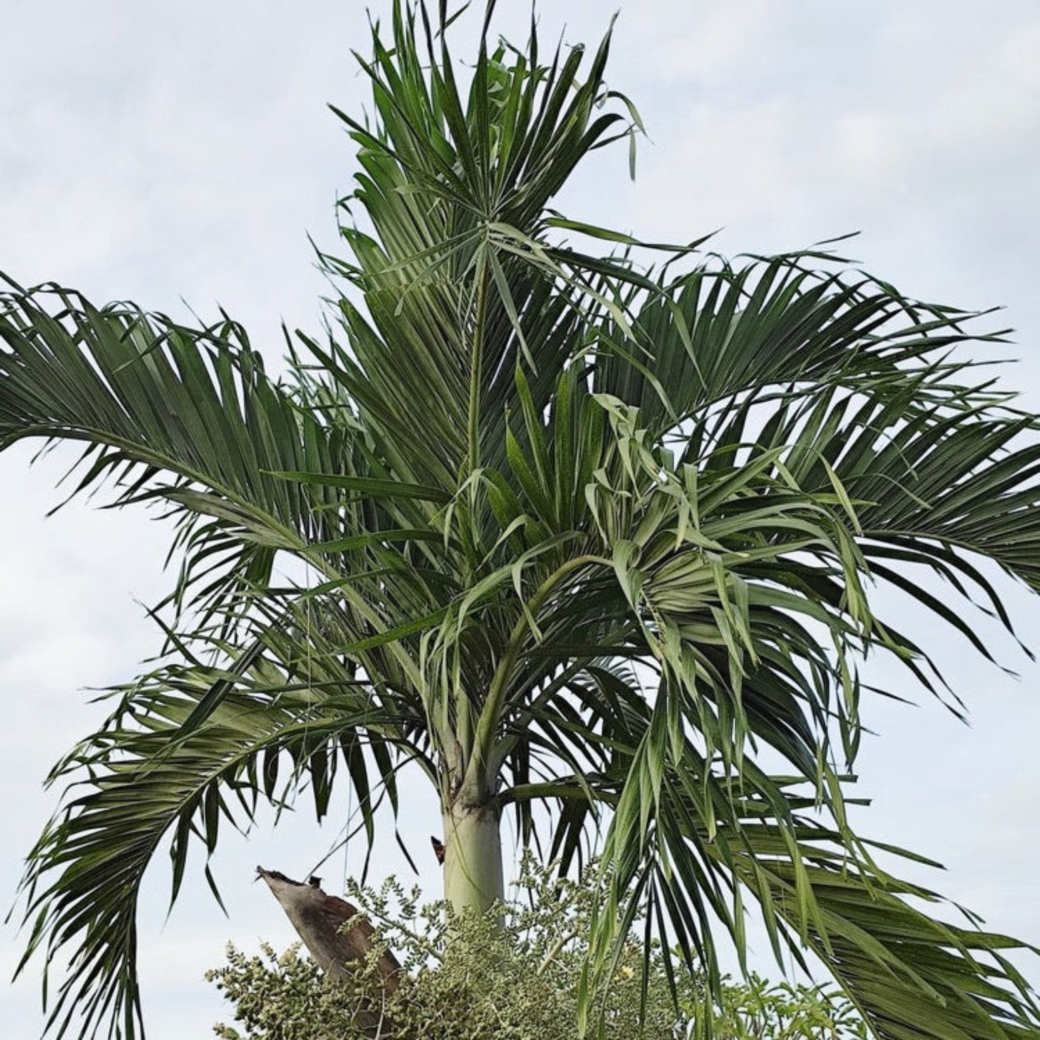 christmas palm plant Christmas Palm Tree