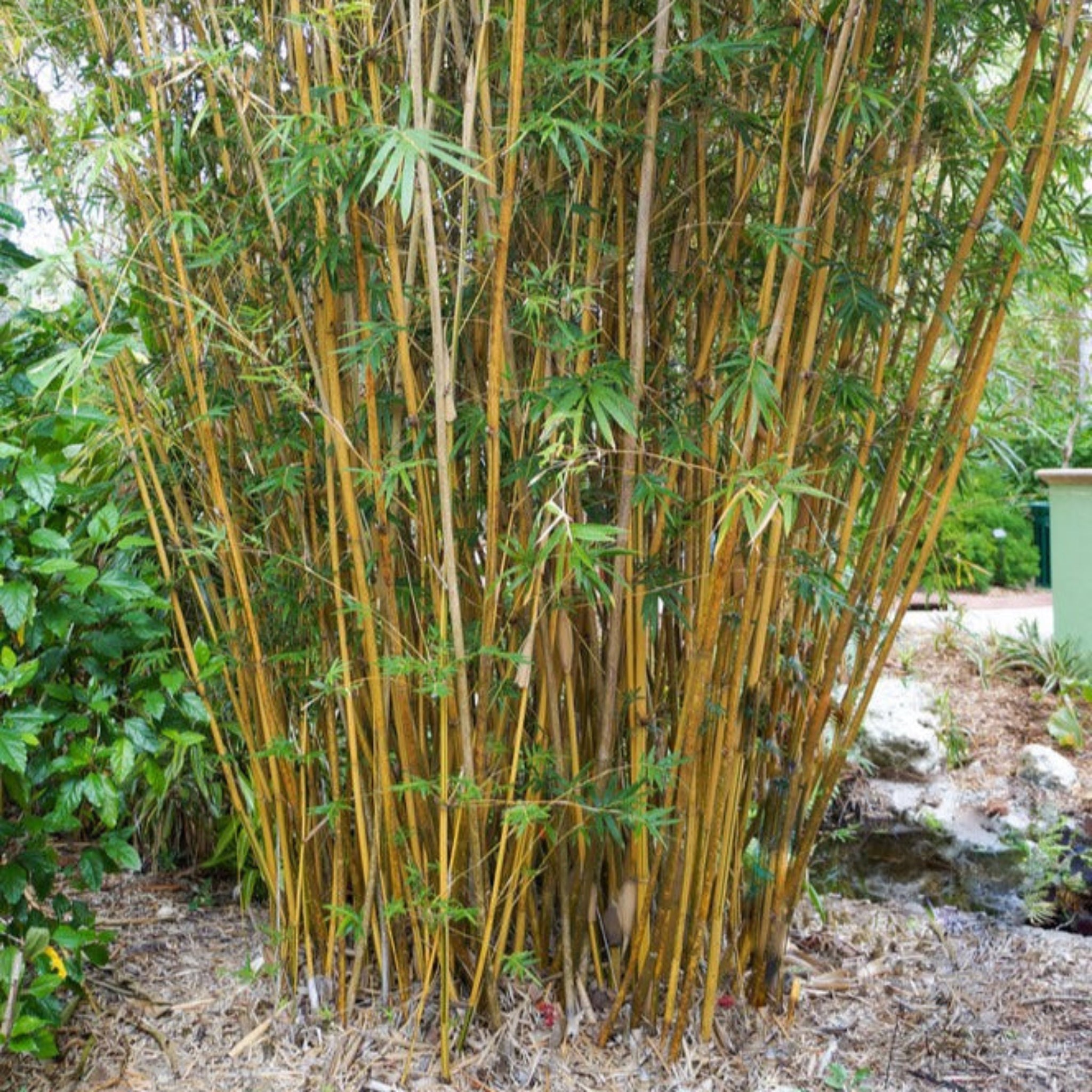 indoor golden bamboo plant Golden Goddess Bamboo