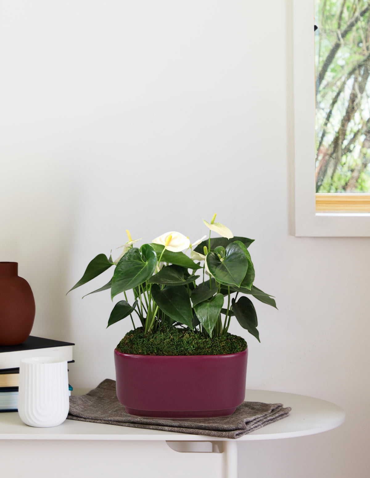 White Anthurium