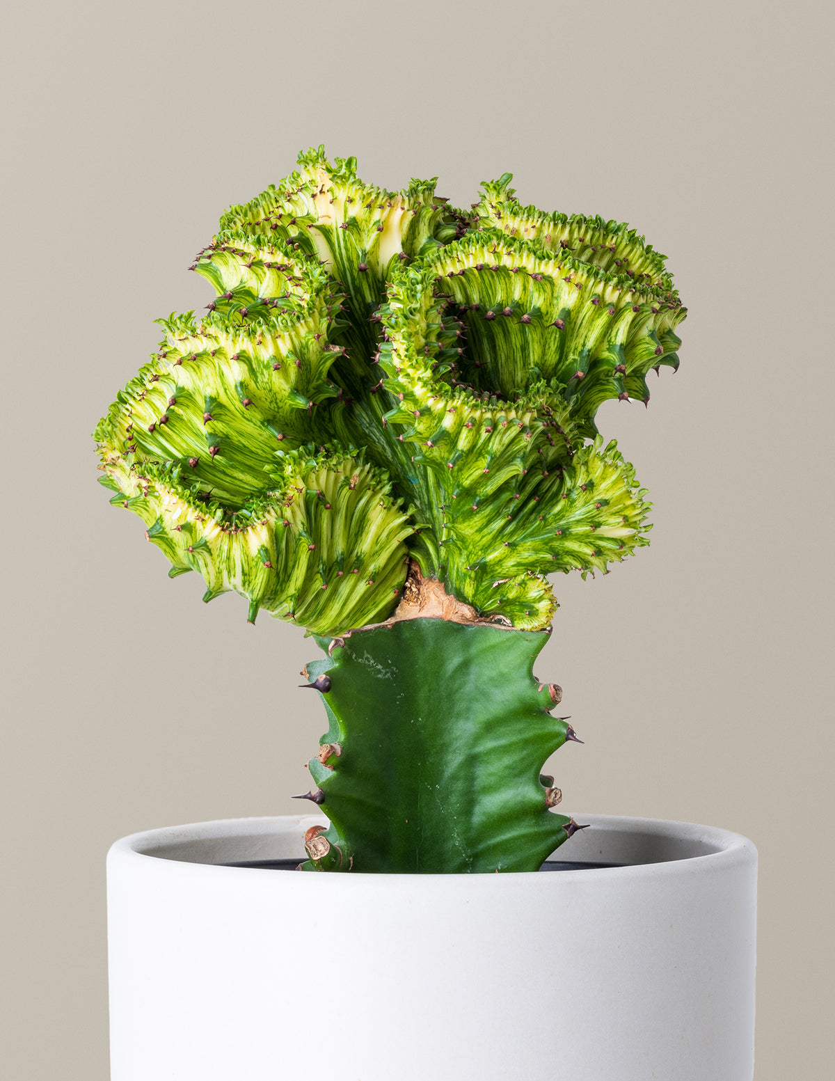 Mermaid Tail Cactus