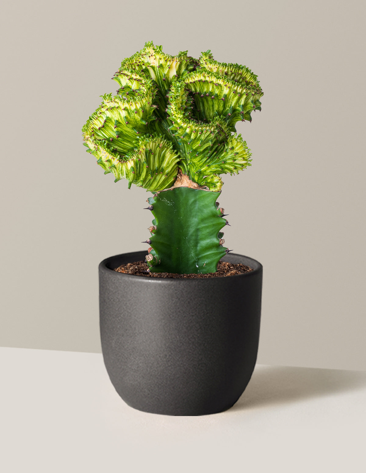 Mermaid Tail Cactus