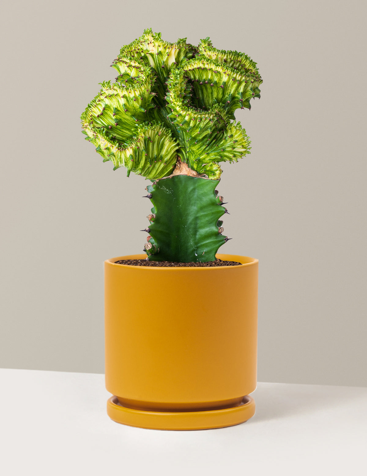 Mermaid Tail Cactus