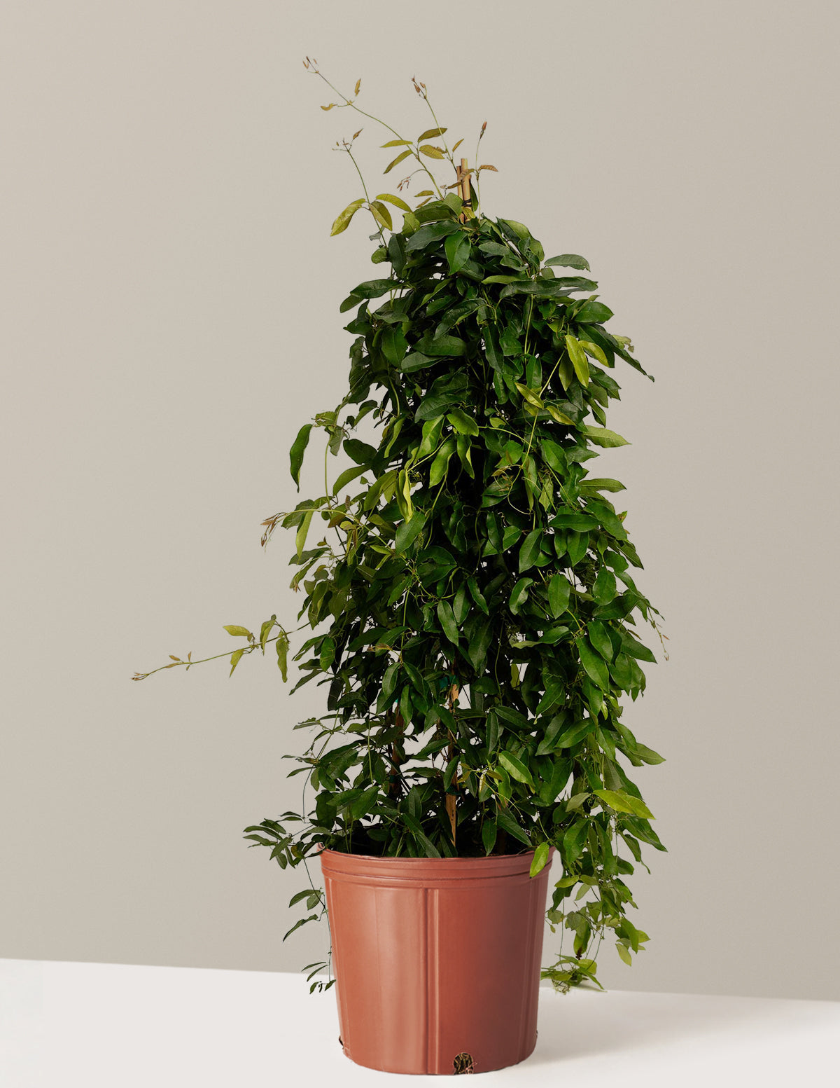 Tangerine Beauty Crossvine