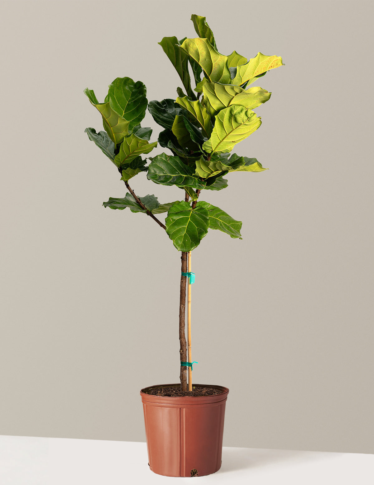 Fiddle Leaf Fig