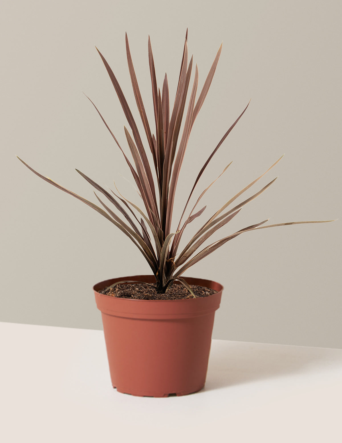 Bauer's Cordyline