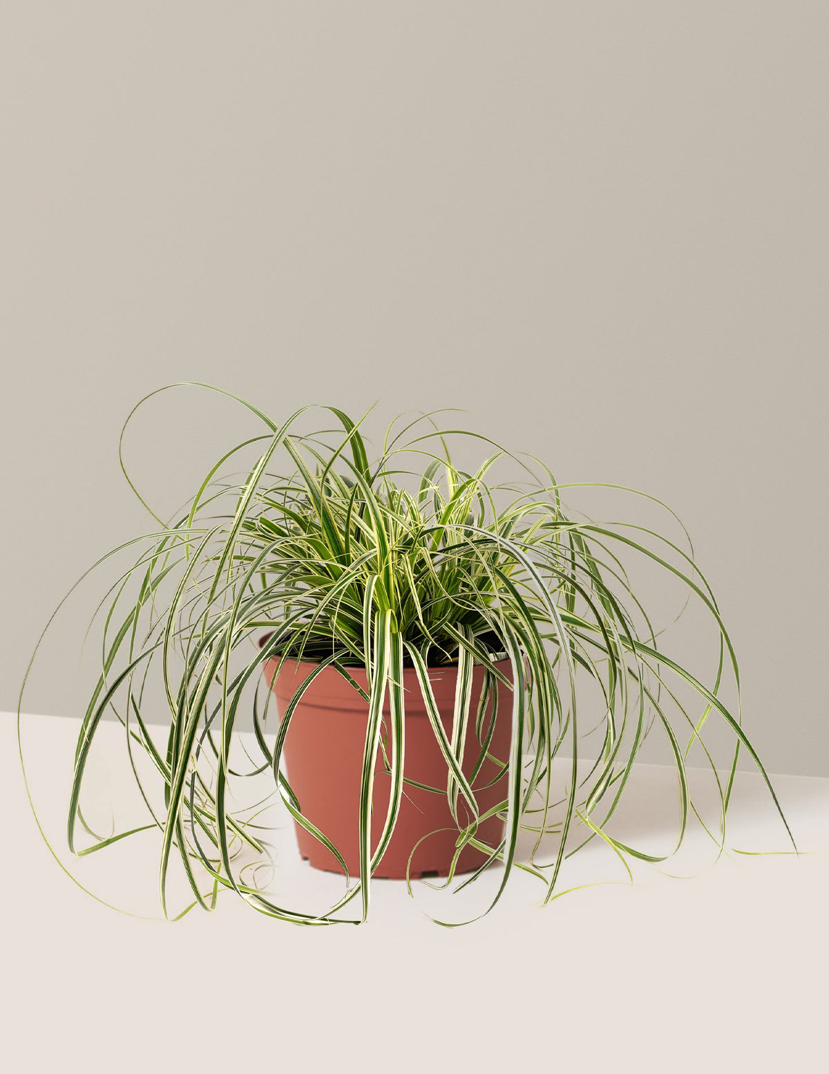 Carex Feather Falls™