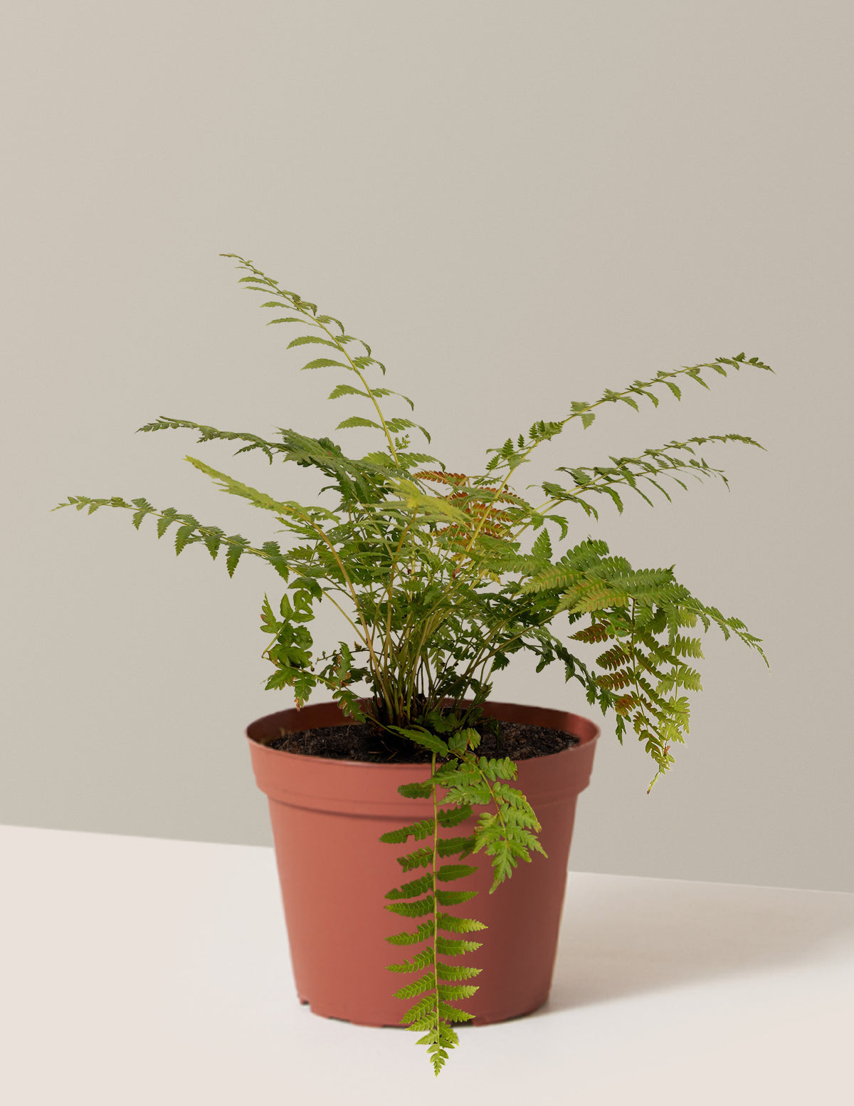Cinnamon Fern