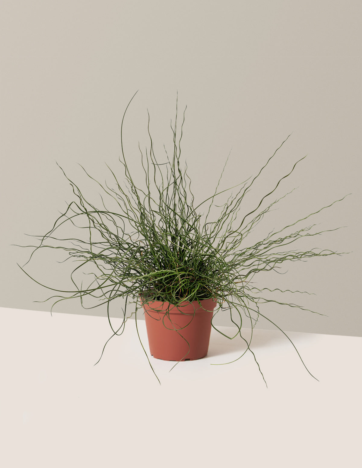 ColorGrass® Twister