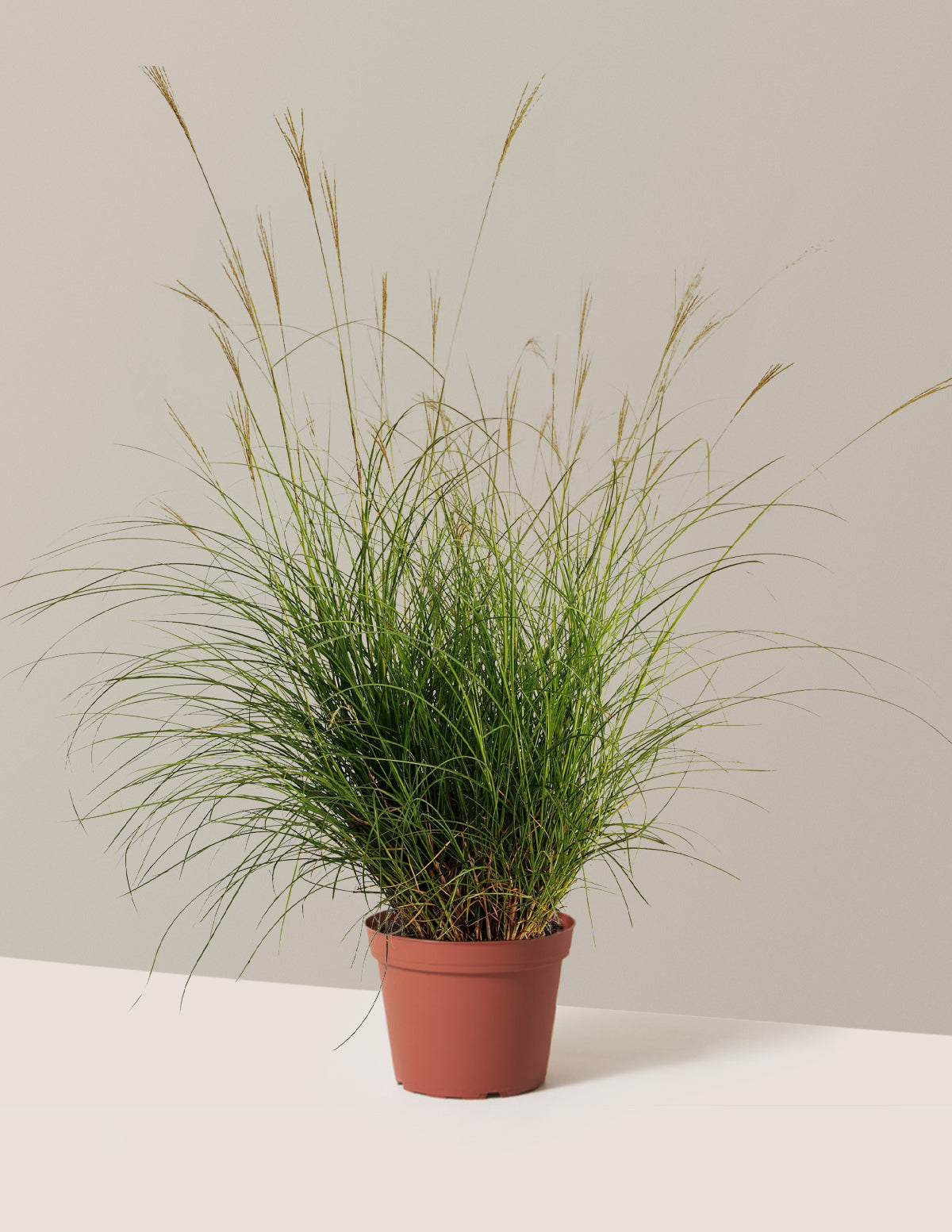 Dwarf Maiden Grass