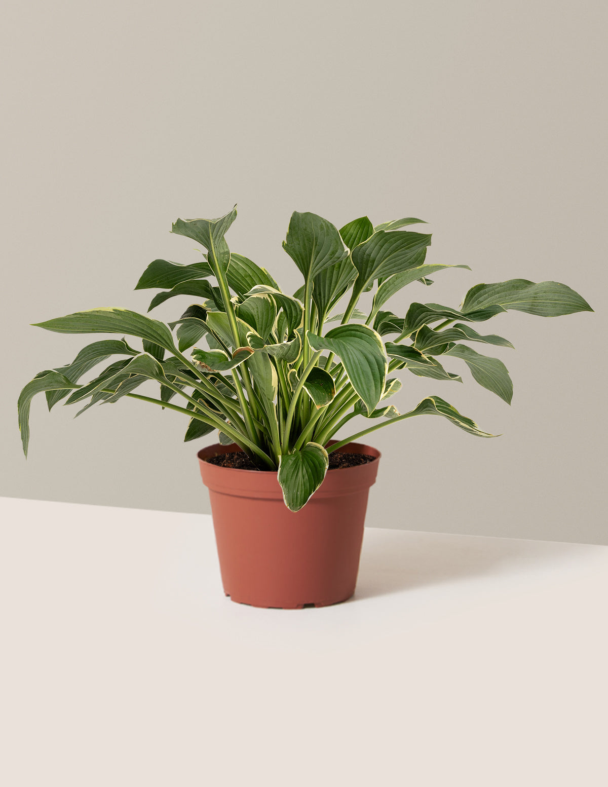Francee Hosta