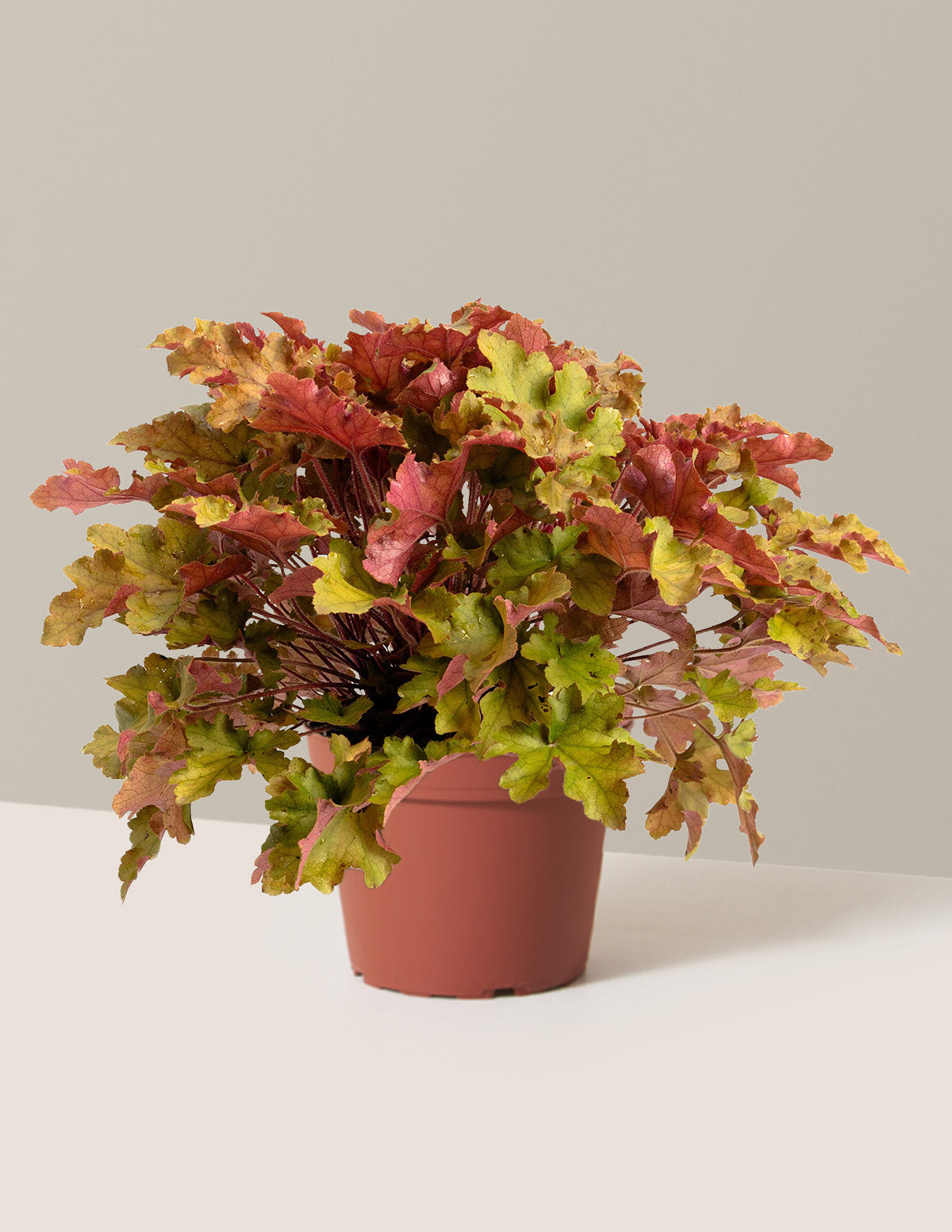 Marmalade Heuchera