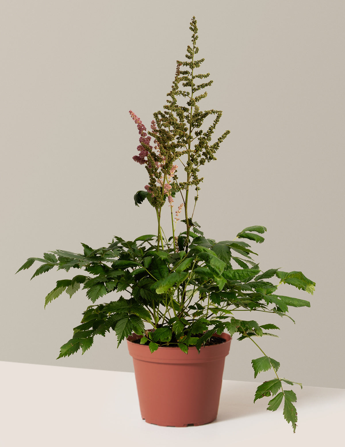 Vision in Pink Astilbe