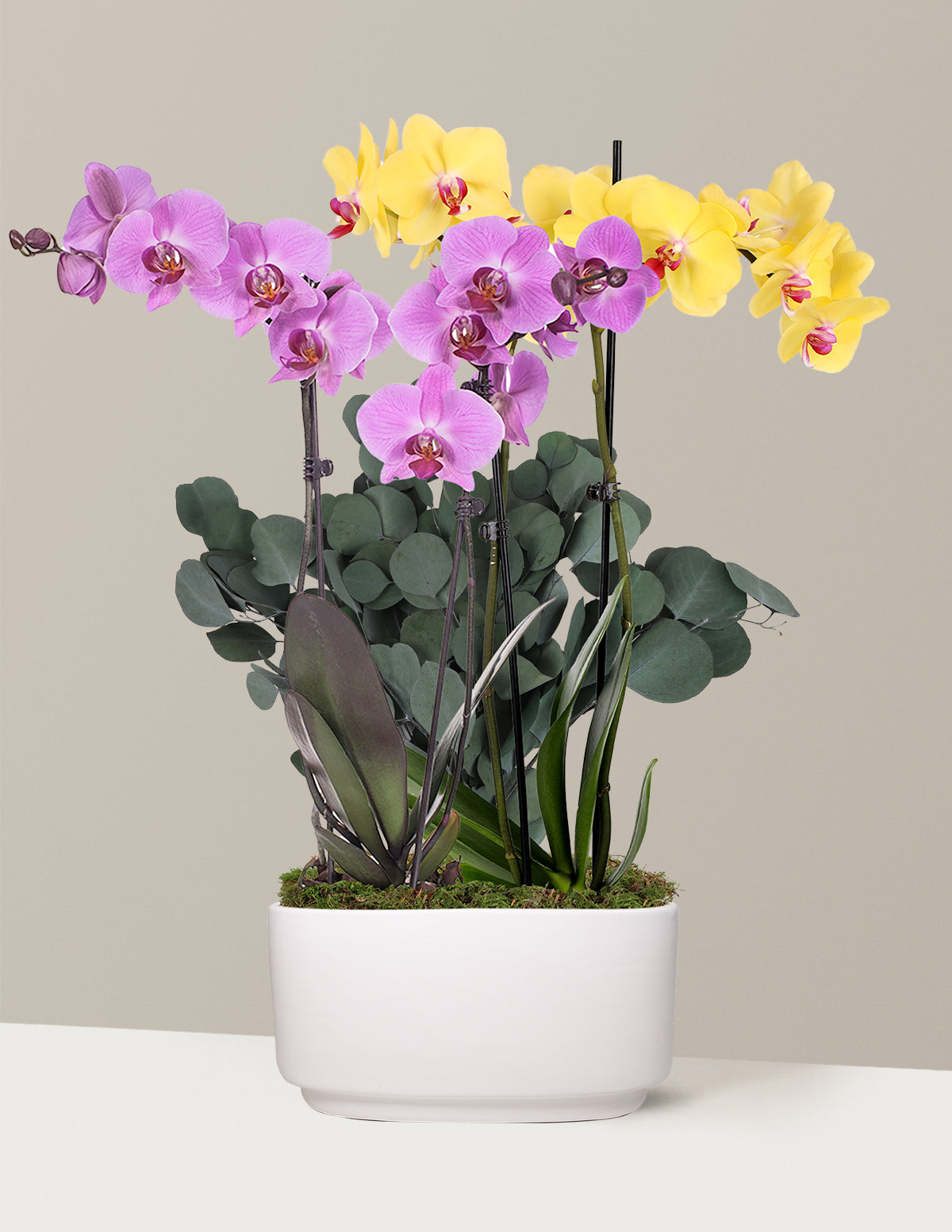 can you plant multiple orchids in one pot Large Double Bi-Color Orchid