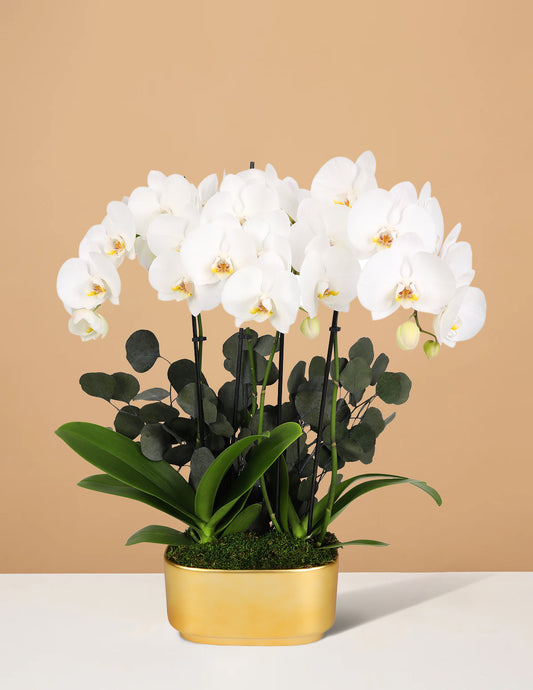 Large Double Orchid