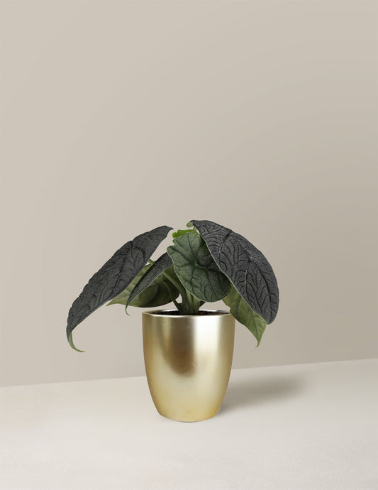 Alocasia Melo