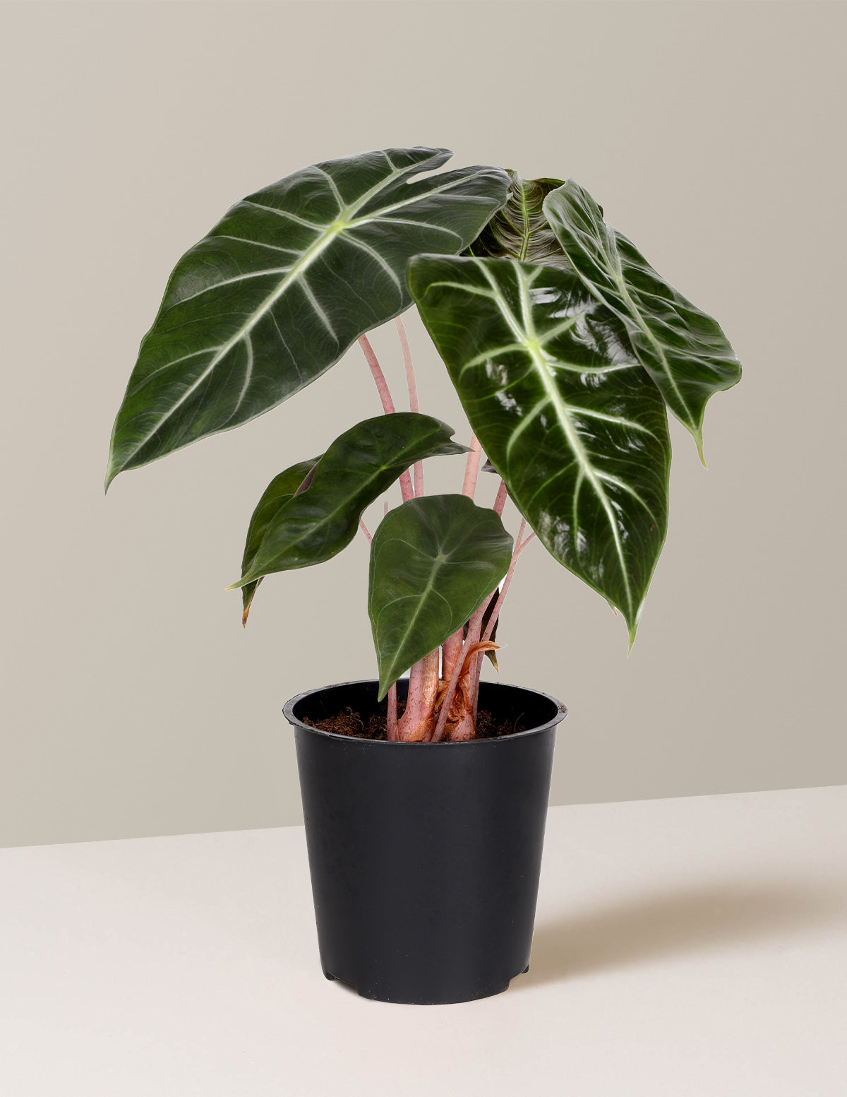 Alocasia Pink Princess