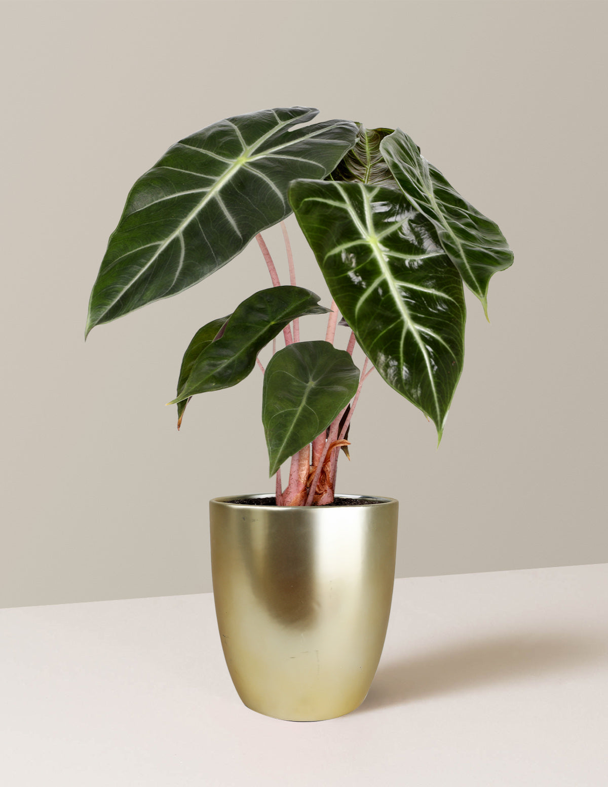 Alocasia Pink Princess