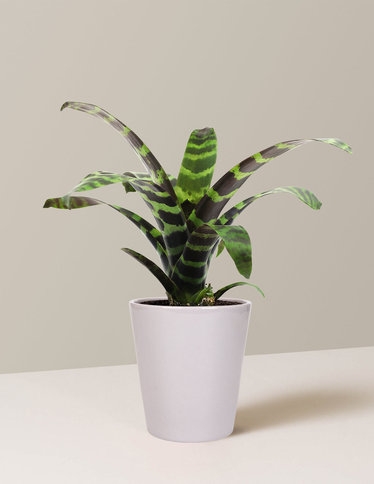 Bromeliad Splenriet