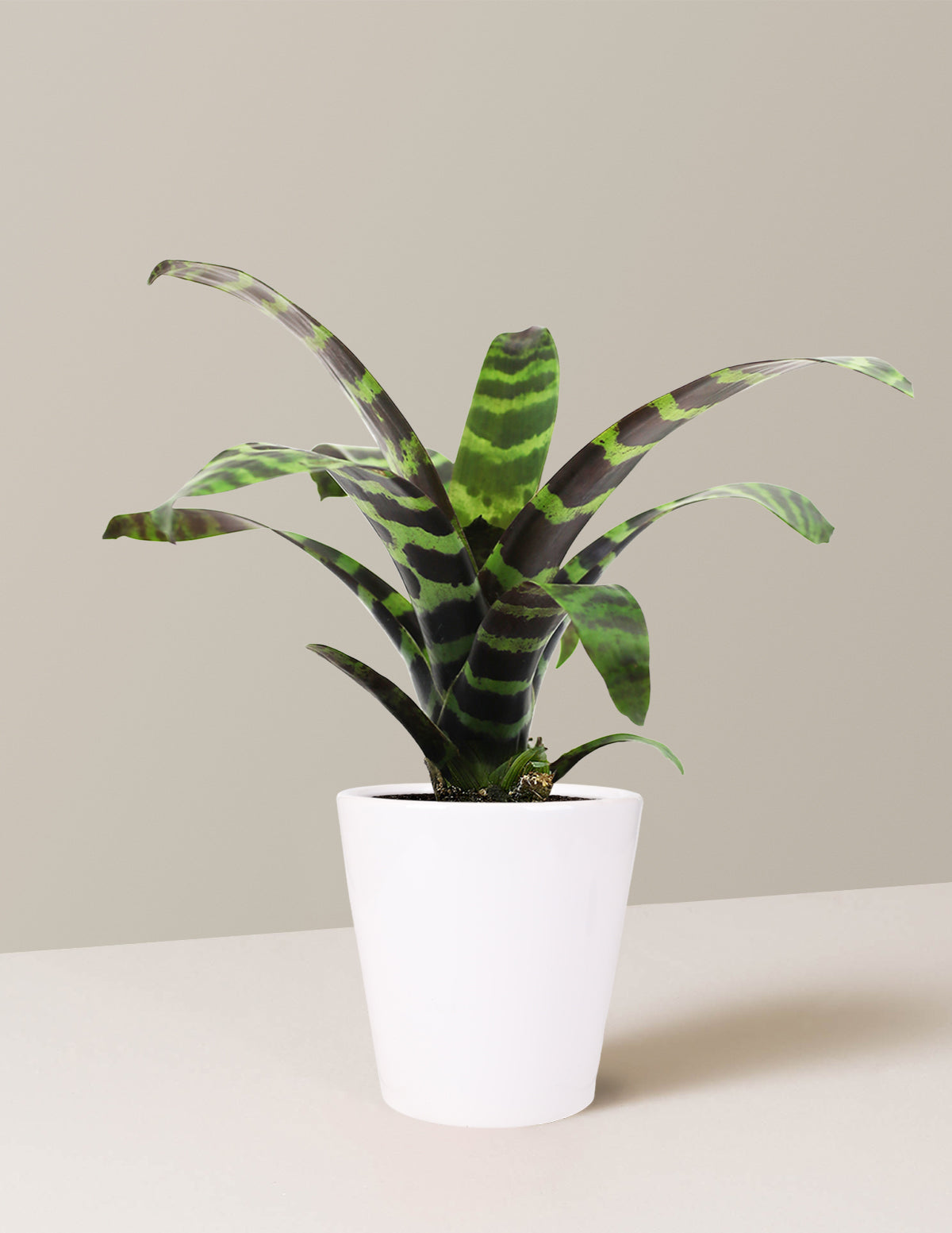 Bromeliad Splenriet