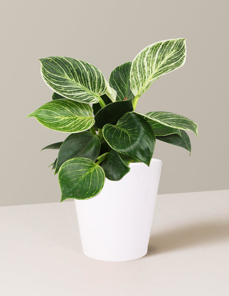How to care for a Philodendron Birkin