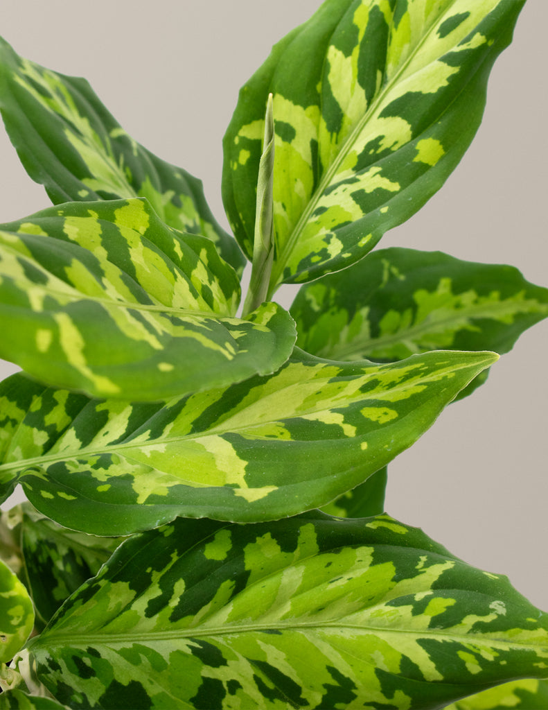 How to care for a Aglaonema Pictum Tricolor