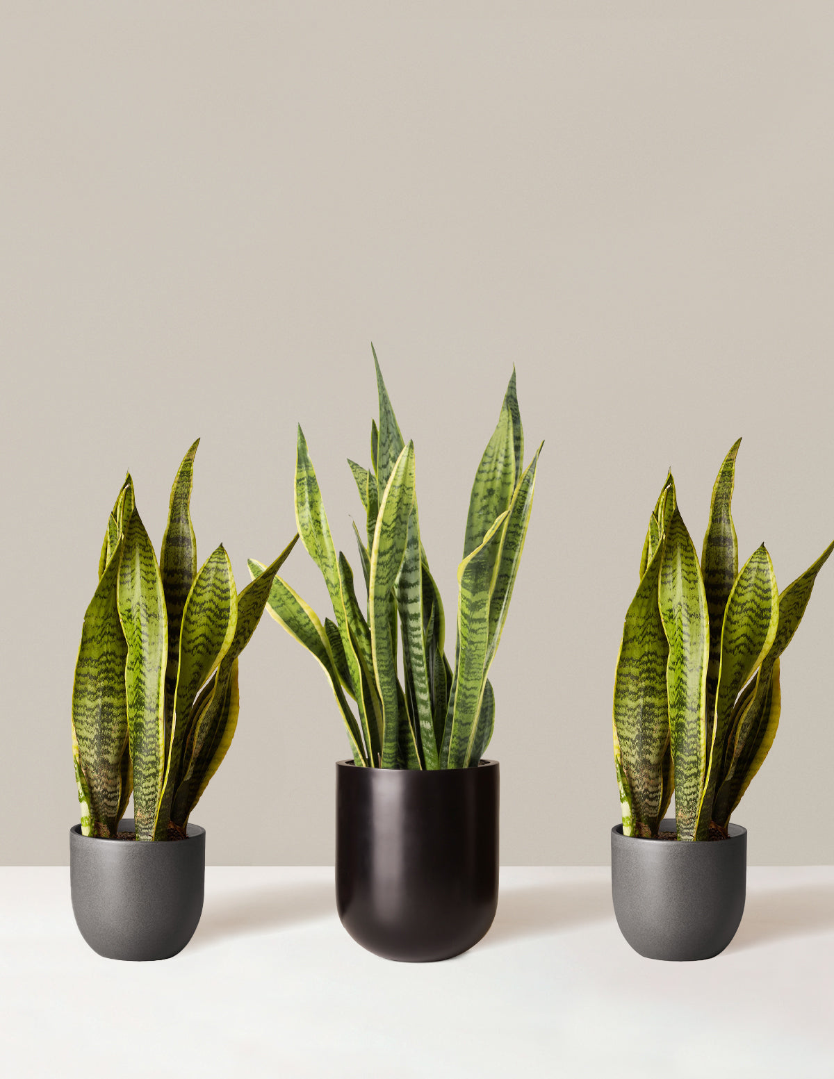 dracaena trifasciata air purifying Air Purifying Trio Houseplants with Planter - Medium/Large Top Half Dusty Rose/Dusty Rose Planters
