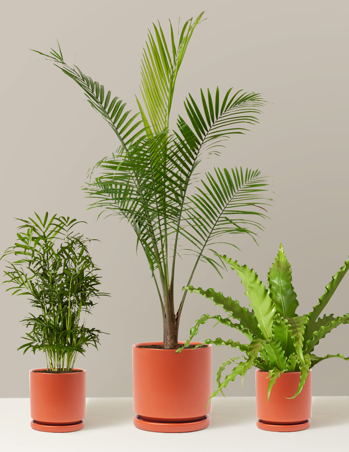New Digs Pet Friendly Plant Trio