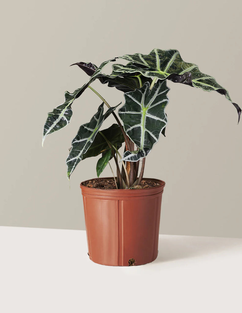How to care for a Alocasia Amazonica