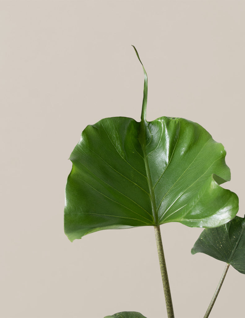 How to care for a Alocasia Stingray