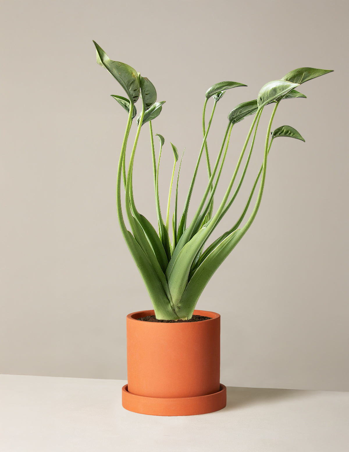 Alocasia ‘Tiny Dancer’