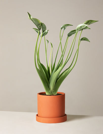 Alocasia ‘Tiny Dancer’